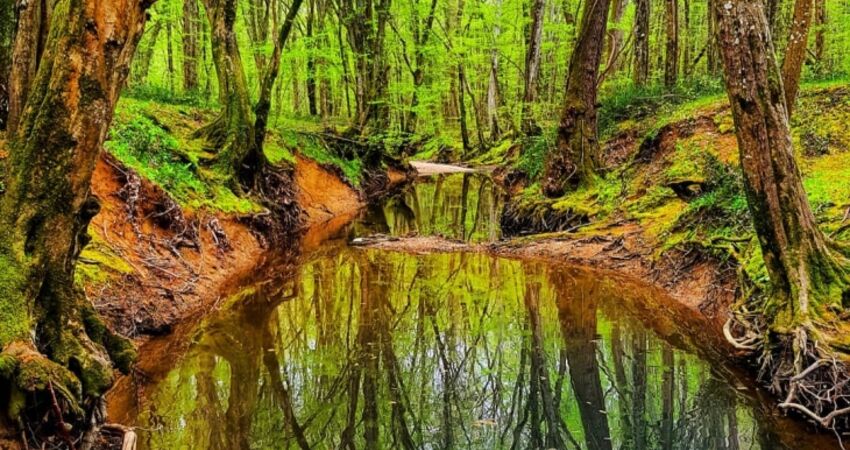 Edirne İğneada Longoz Ormanı Trakya Turu