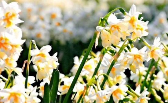 Aydın Çıkışlı Karaburun Nergis Çiçeği Festivali Turu