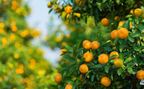 Aydın Çıkışlı Adana Portakal Çiçeği Festivali Mersin Hatay Turu