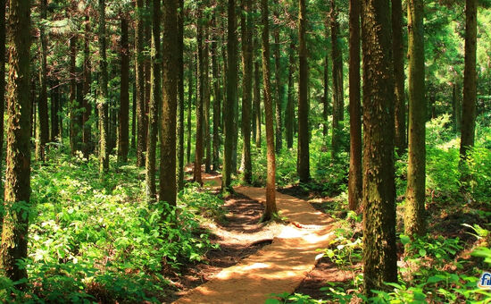 Aydın Çıkışlı Batı Karadeniz Turu Yılbaşı Özel