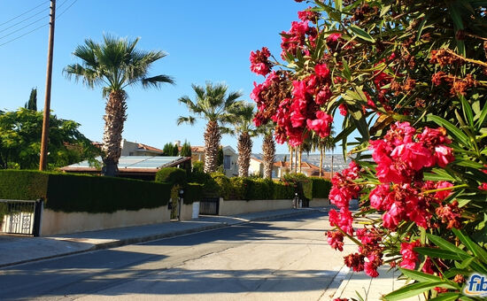 Aydın Çıkışlı Datça Badem Çiçeği Festival Turu