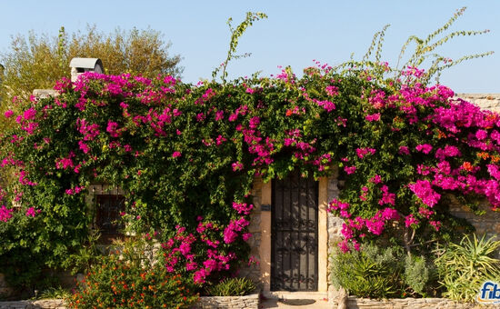 Aydın Çıkışlı Datça Badem Çiçeği Festival Turu