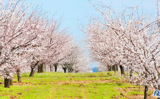 Aydın Çıkışlı Datça Badem Çiçeği Festival Turu