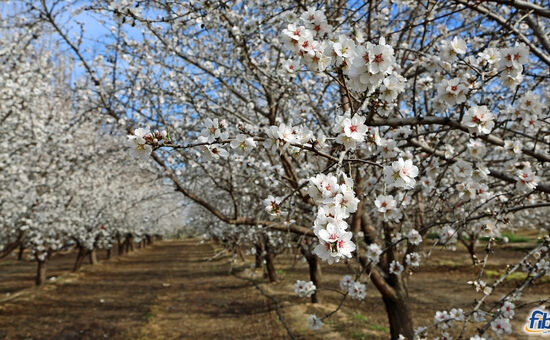 Aydın Çıkışlı Datça Badem Çiçeği Festival Turu