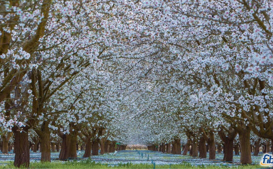 Aydın Çıkışlı Datça Badem Çiçeği Festival Turu