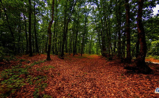 Aydın Çıkışlı Edirne Bando Ciğer Festivali İğneada Longoz Ormanları Turu