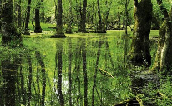 Edirne Kırklareli Longoz Ormanları İğneada Dupnisa Mağarası Tekirdağ Turu