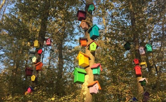 Aydın Çıkışlı Yedigöller Abant Ormanya Maşukiye  Turu