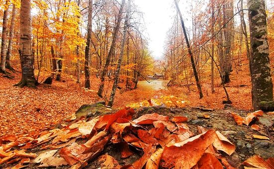 Aydın Çıkışlı Yedigöller Abant Ormanya Maşukiye  Turu