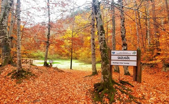 Aydın Çıkışlı Yedigöller Abant Ormanya Maşukiye  Turu